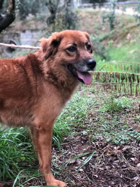 Bacco, canile basso lazio | Foto 1