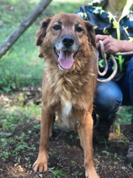 Bacco, canile basso lazio