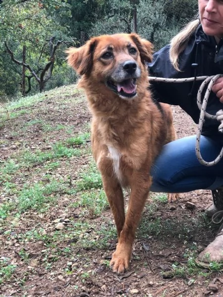 Bacco, canile basso lazio | Foto 0