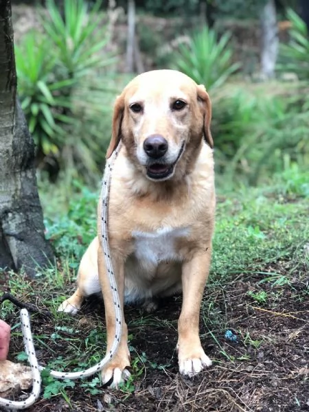 Hermione, canile basso lazio | Foto 4