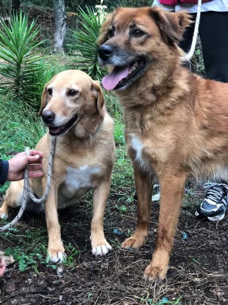 Hermione, canile basso lazio | Foto 3