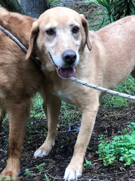 Hermione, canile basso lazio | Foto 0