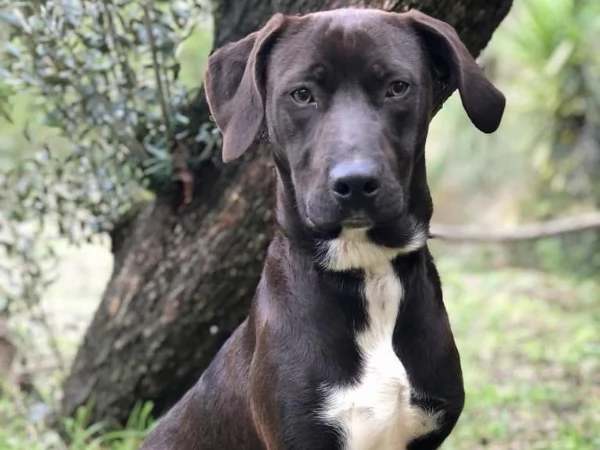 Cacao, canile basso lazio | Foto 5