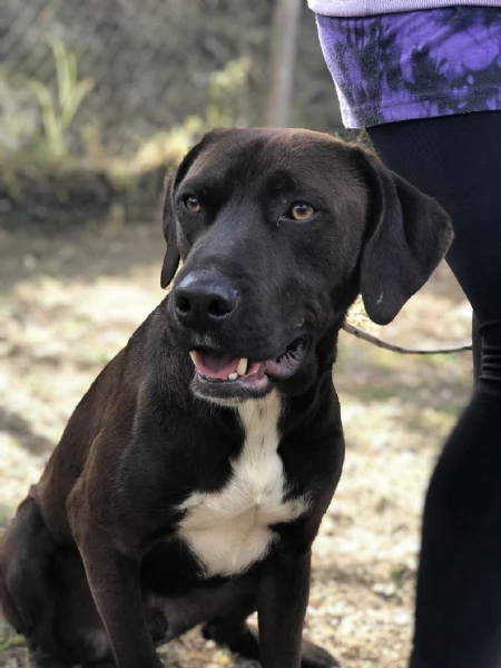 Cacao, canile basso lazio | Foto 4