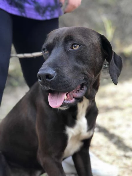 Cacao, canile basso lazio | Foto 2