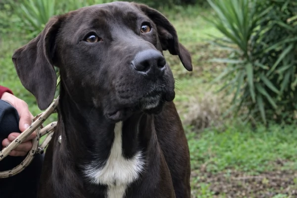 Cacao, canile basso lazio