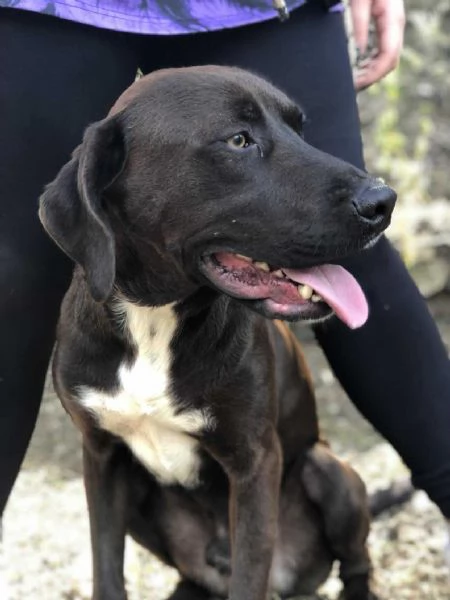 Cacao, canile basso lazio | Foto 1