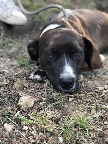 Vaniglia, canile basso lazio | Foto 5