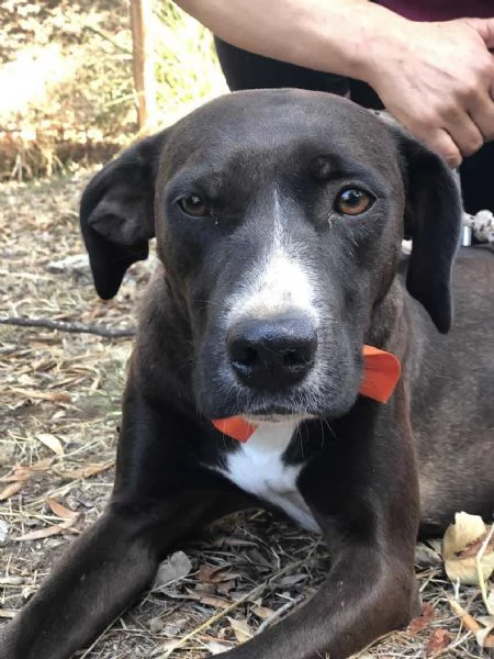 Vaniglia, canile basso lazio | Foto 2