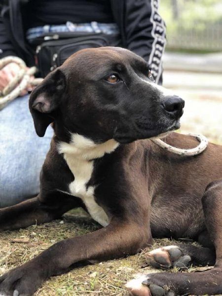 Vaniglia, canile basso lazio | Foto 1