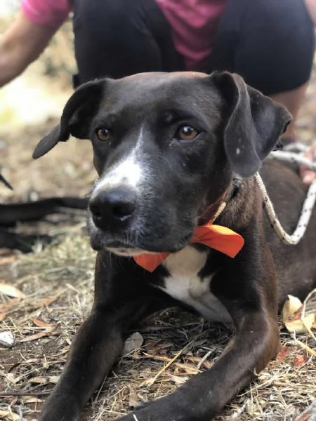 Vaniglia, canile basso lazio