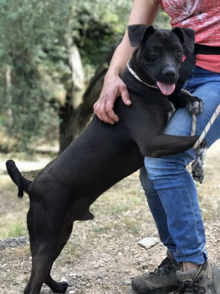 Klimt, canile basso lazio | Foto 4