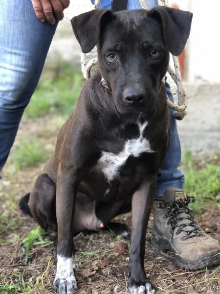 Klimt, canile basso lazio | Foto 2