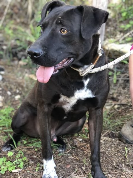 Klimt, canile basso lazio | Foto 1