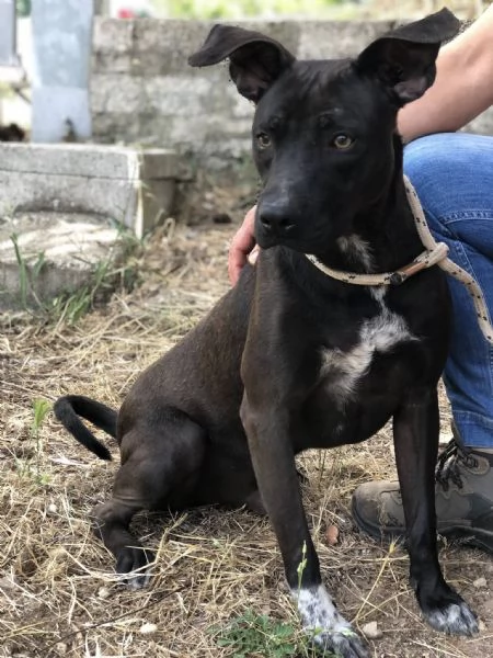 Klimt, canile basso lazio