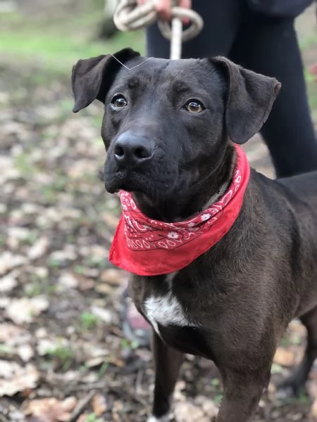 Klimt, canile basso lazio | Foto 0