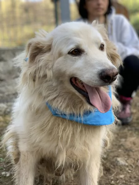 Michelangelo, canile basso lazio | Foto 4