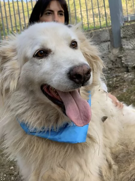 Michelangelo, canile basso lazio | Foto 3