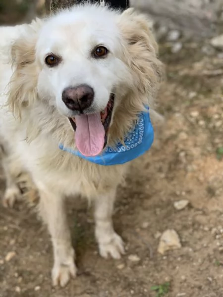 Michelangelo, canile basso lazio