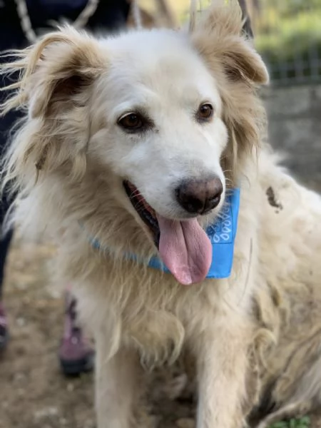 Michelangelo, canile basso lazio | Foto 2