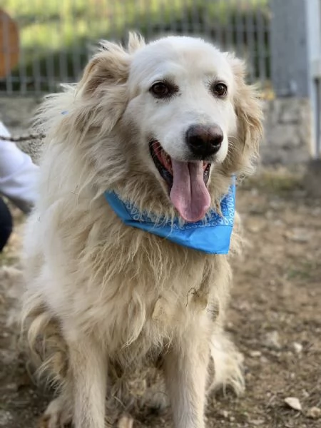 Michelangelo, canile basso lazio | Foto 1