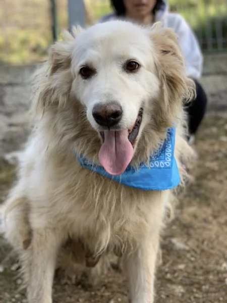 Michelangelo, canile basso lazio | Foto 0