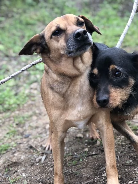 Pinolo, canile basso lazio | Foto 4