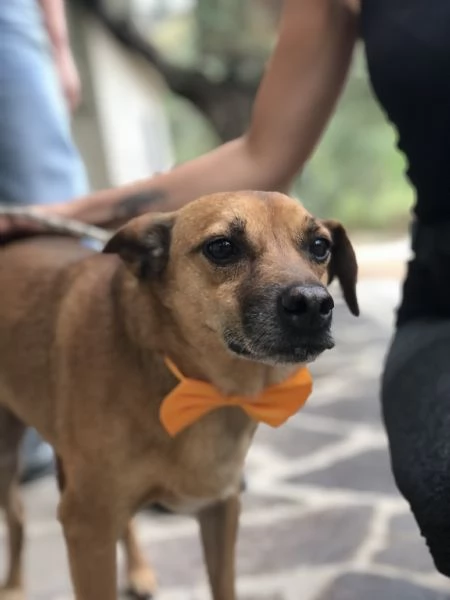 Pinolo, canile basso lazio | Foto 3