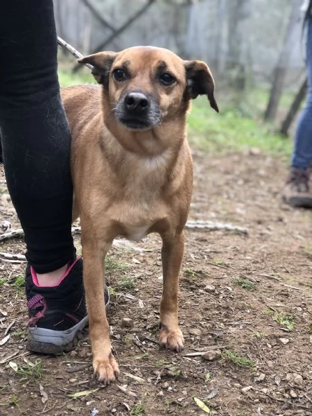 Pinolo, canile basso lazio | Foto 2