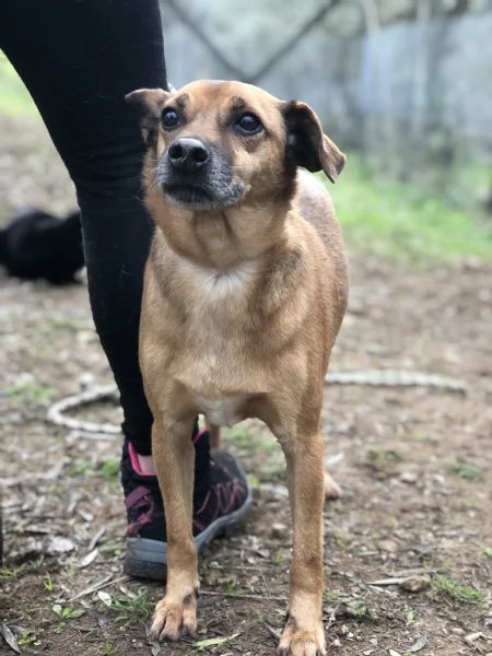 Pinolo, canile basso lazio | Foto 1