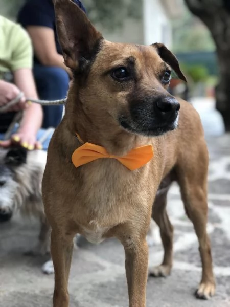 Pinolo, canile basso lazio