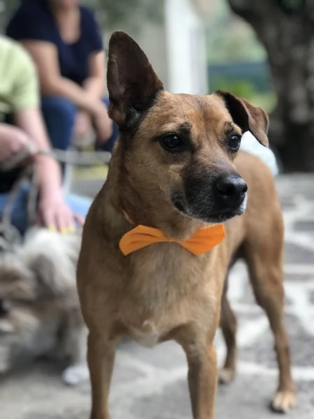 Pinolo, canile basso lazio | Foto 0