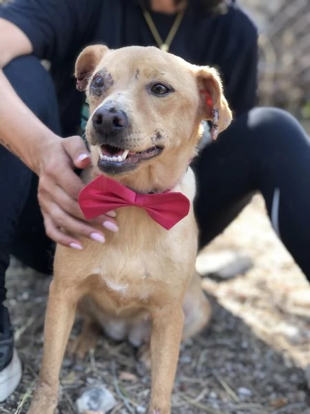 Polly, canile basso lazio | Foto 6