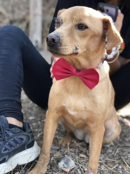 Polly, canile basso lazio