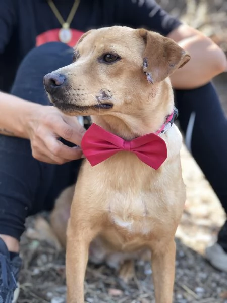 Polly, canile basso lazio | Foto 4