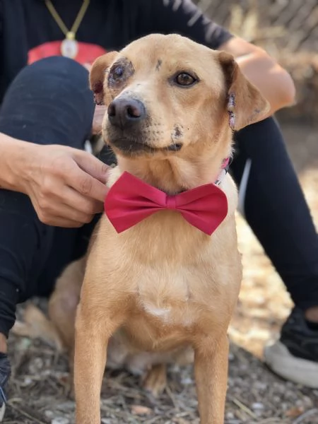 Polly, canile basso lazio | Foto 3