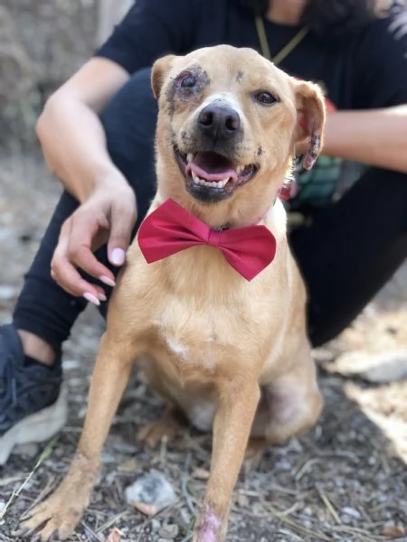 Polly, canile basso lazio | Foto 2