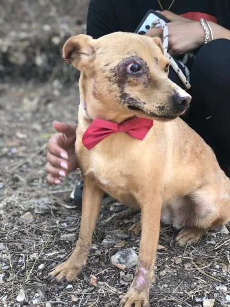 Polly, canile basso lazio | Foto 0