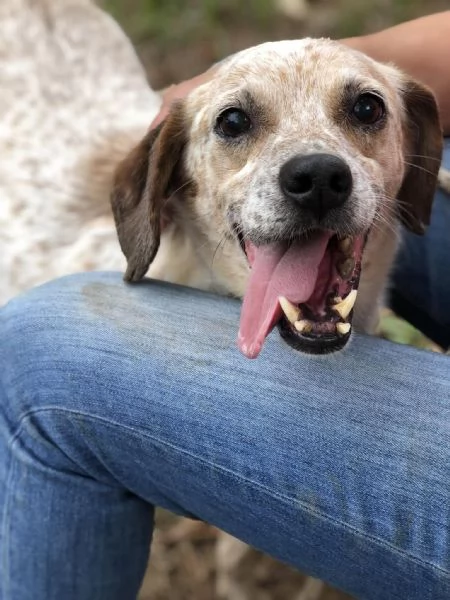 Smile, canile basso lazio | Foto 3