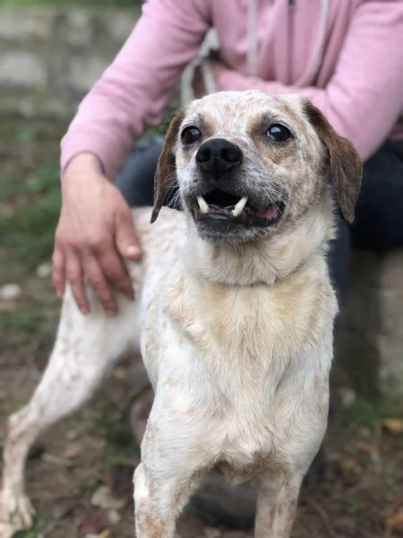 Smile, canile basso lazio | Foto 2