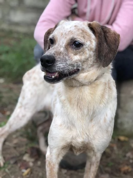 Smile, canile basso lazio