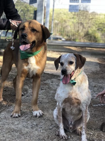 Smile, canile basso lazio | Foto 0