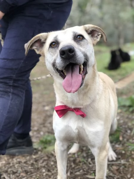 Trilli, canile basso lazio