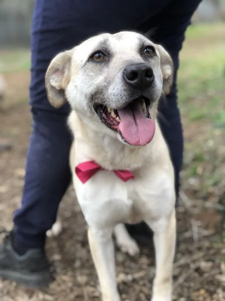 Trilli, canile basso lazio | Foto 4