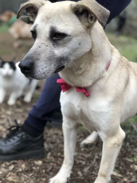 Trilli, canile basso lazio | Foto 3