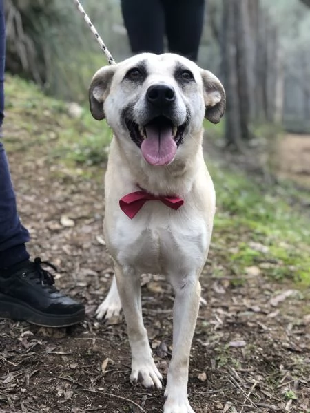 Trilli, canile basso lazio | Foto 2