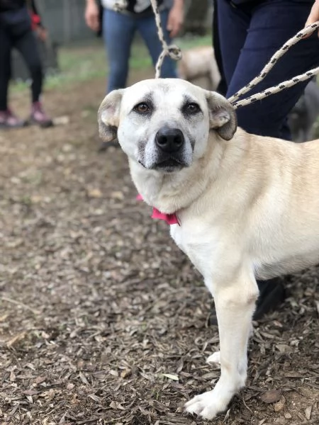 Trilli, canile basso lazio | Foto 1