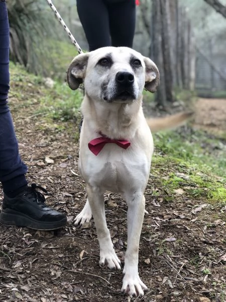 Trilli, canile basso lazio | Foto 0