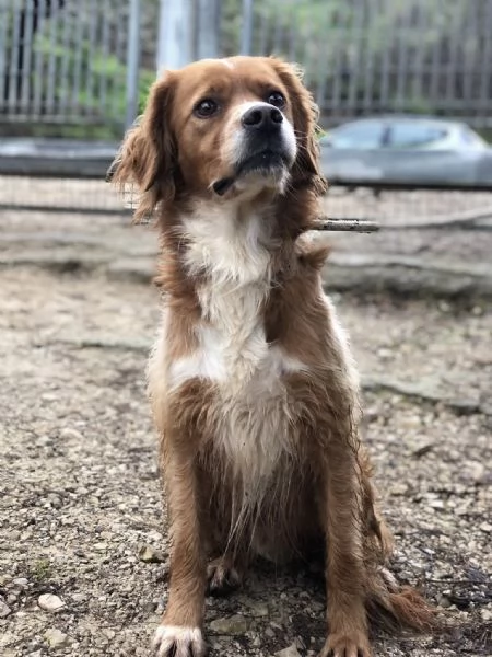 Marley, canile basso lazio | Foto 5