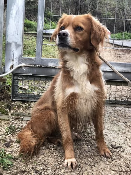 Marley, canile basso lazio | Foto 4